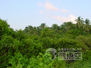 東寨港自然保護区 海南島