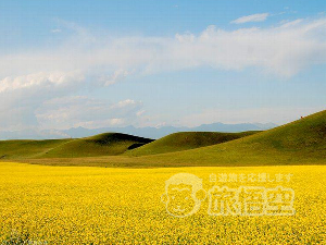 桑科草原 夏河